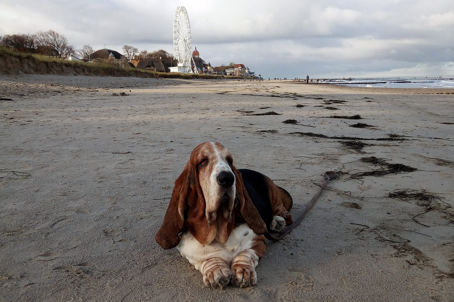 Kamera-Assistent-Hund Albert am Strand in Kühlungsborn